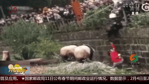 四川：女孩坠入大熊猫活动场