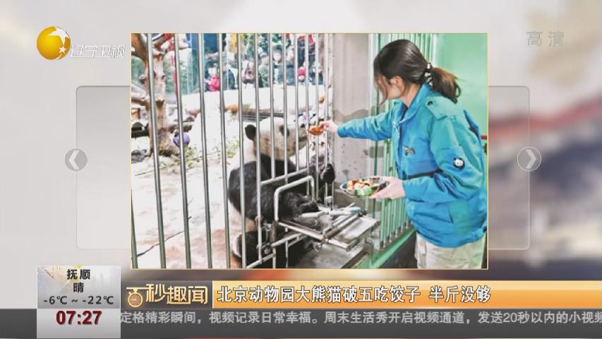北京动物园大熊猫破五吃饺子 半斤没够