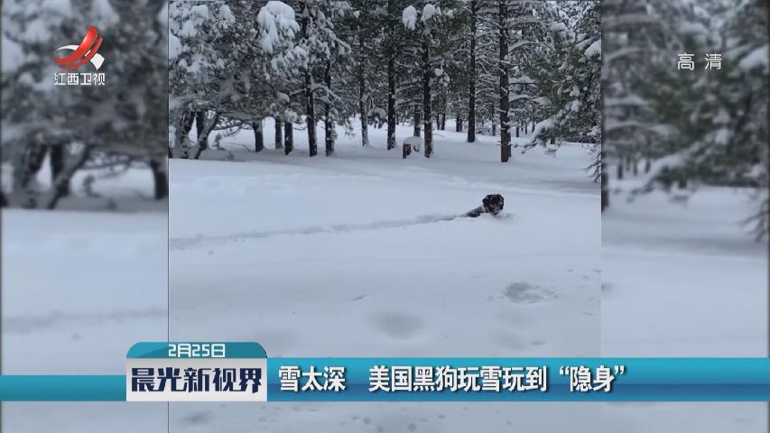 雪太深 美国黑狗玩雪玩到“隐身”