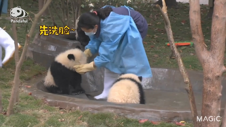 萌萌哒 熊猫社区|大熊猫宝宝洗澡记