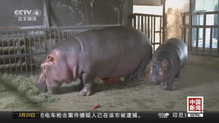 西安秦岭野生动物园新生宝宝&ldquo;扎堆卖萌&rdquo;