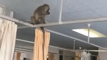 医院选址在猴子栖息地 猴子入侵病房抢水果