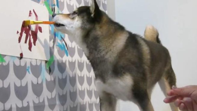 加拿大柴犬会作画 作品卖出上百幅
