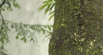 四川樂山：珍稀植物“峨眉槽舌蘭”繁育成功