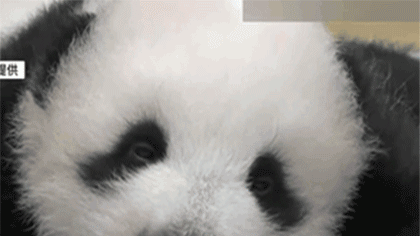 日本上野动物园公布双胞胎大熊猫最新影像