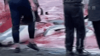 丹麦：1400多只海豚遭捕杀 事件引发多方批评