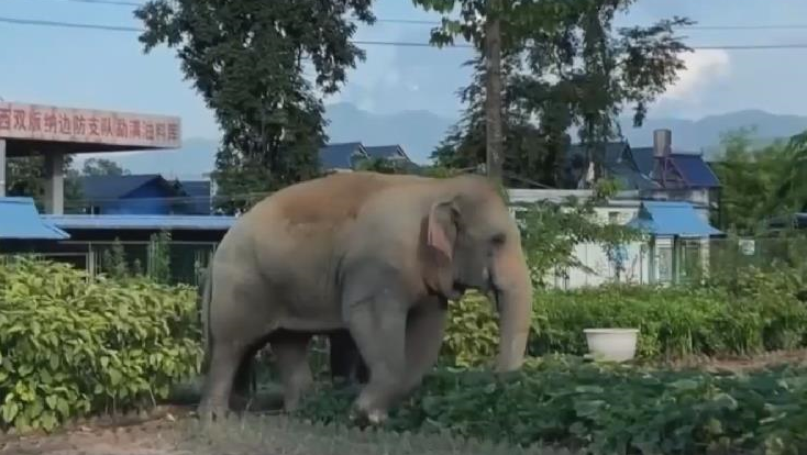 云南西双版纳：亚洲象一家三口串门警营