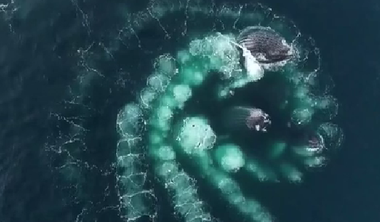 迷人！座頭鯨吐出螺旋泡泡捕食磷蝦