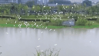 浙江麗水：上千只大白鷺現身市區