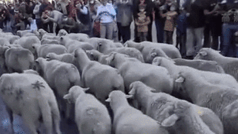 西班牙舉行“放牧節” 上千只羊逛大街