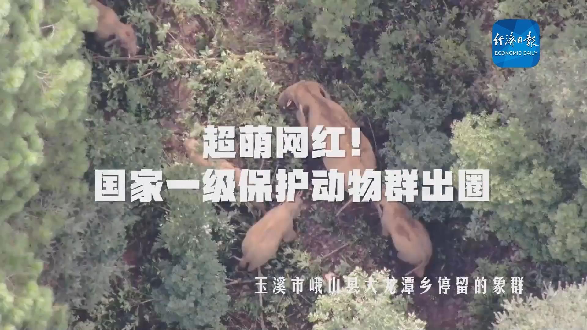 嗷呜，超萌网红来袭