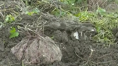 四川眉山：农民挖出一近30斤“巨无霸”红薯