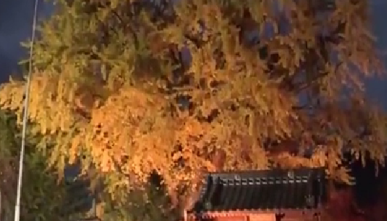 美丽！日本熊本县600岁银杏树进入观赏期