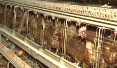 日本：再现禽流感疫情 约4万只鸡将被扑杀