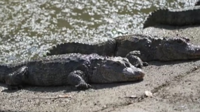 安徽宣城：8000余条扬子鳄即将“转场越冬”