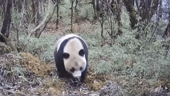 四川：大熊猫国家公园成都片区——珍稀野生动物频频“出镜”
