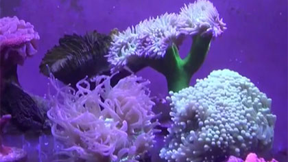 多地海关联合破获石珊瑚走私案件