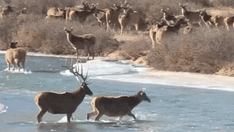 三江源地区黄河流域惊现特大白唇鹿种群