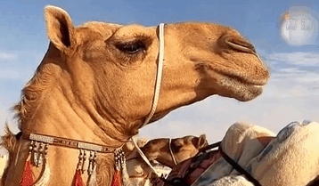 国际骆驼选美大赛在阿联酋举行