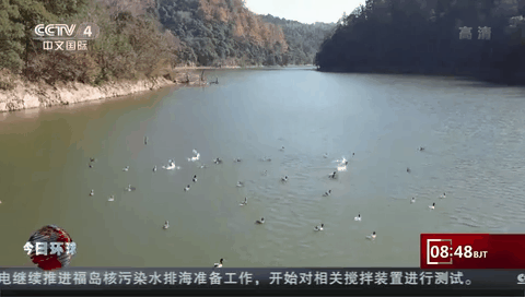 江西九江：50余只野生鴛鴦飛抵越冬