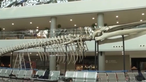 上海：长须鲸骨骼标本搭建完成