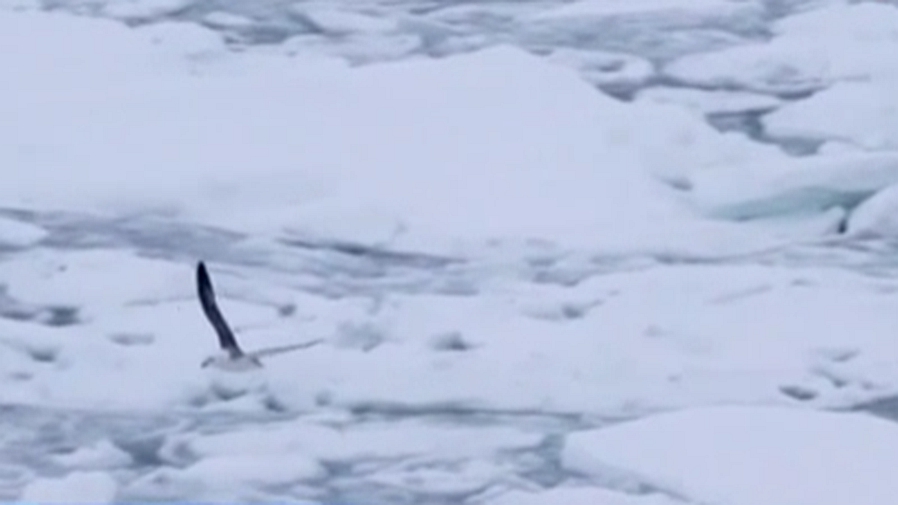 日内瓦：世界气象组织确认——2020年北极圈内最高温达38摄氏度
