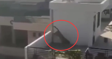 印度：花豹闯入居民区在楼顶蹦跳