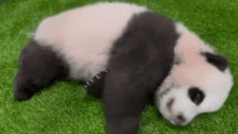 新加坡：新加坡出生的首只大熊猫取名“叻叻”