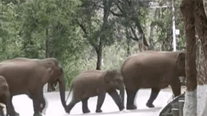 云南西双版纳：亚洲野象群陆续前往野象谷