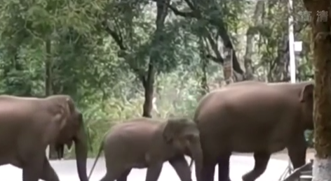 云南西双版纳：亚洲野象群横穿公路“造访”野象谷