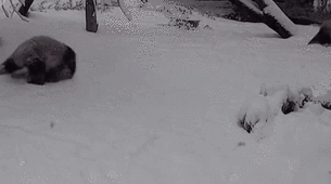 开心！旅美熊猫“小奇迹”在雪中尽情玩耍