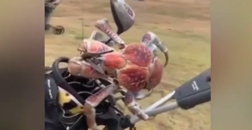 澳大利亚：巨型螃蟹用钳子夹断高尔夫球杆