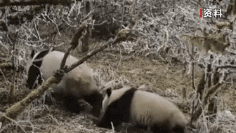 四川：四川龙池镇国有林区首次拍到野化放归大熊猫“小核桃”——母兽带崽 从小学习野外生存本领