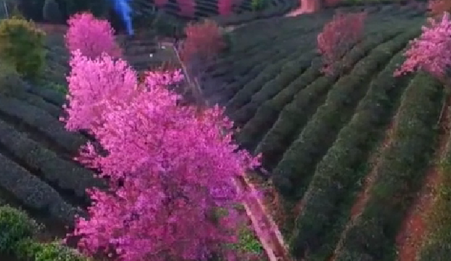 云南普洱：万亩茶园樱花进入最佳观赏期