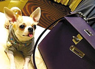 "炫富弟"给狗买爱马仕"秒杀"郭美美