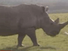 偷猎严重　非洲犀牛面临灭绝