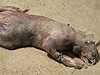 英国海滩现怪兽尸体 全身无毛长有獠牙