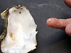 男子吃生蚝发现珍珠 概率仅百万分之一