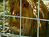 美发生动物园女员工遭非洲狮袭击丧命