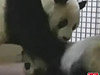 爱丁堡动物园为大熊猫人工受孕