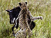 实拍：非洲猎豹偷袭年幼角马反被顶倒