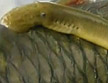 鸭绿江发现珍贵鱼种“七鳃鳗”