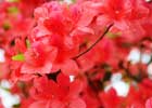 清明春意惬 赏花正当时