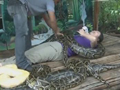 菲律宾：蟒蛇按摩的另类体验