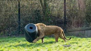 狮子抢食脑袋被卡桶内转不停