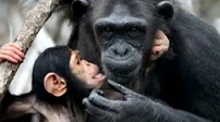 猩猩宝宝亲吻妈妈 画面好有爱