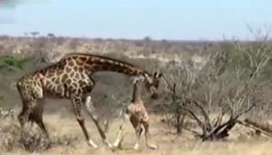 南非：险遭鬣狗袭击 长颈鹿被妈妈搭救