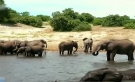 非洲：或遭狮群追击 多头野牛溺亡