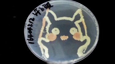 细菌画成的皮卡丘 你见过吗？