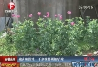 千余株罂粟藏身菜园地被铲除
